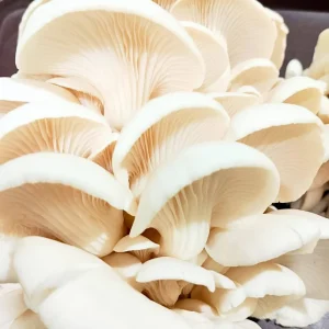 Oyster