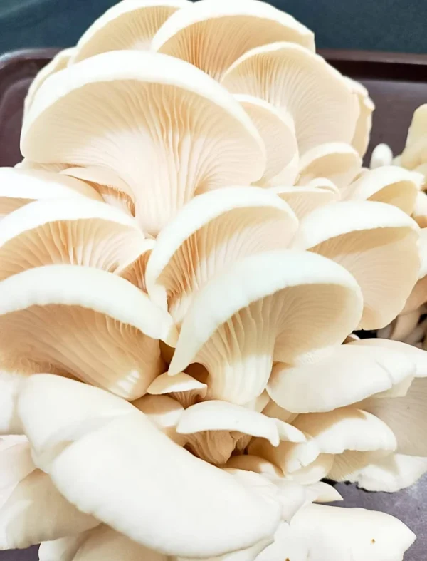 Oyster